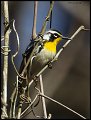 _4SB9893 yellow-throated warbler